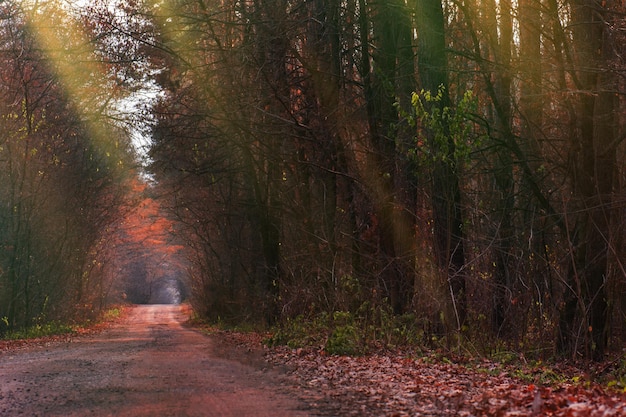 Camino mágico del bosque de otoño Encantador bosque de ensueño Paisaje de bosque de otoño de fantasía