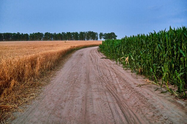 Camino entre el maíz verde maduro y los campos de grano de oro amarillo en el campo