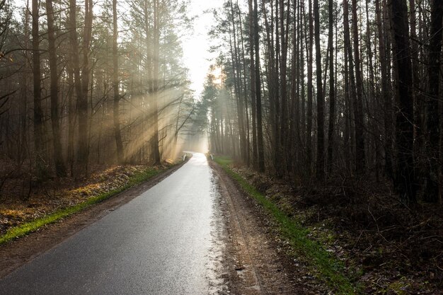 Foto camino en medio de los árboles en el bosque contra el cielo