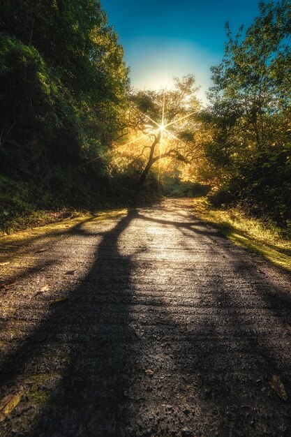 Foto camino en medio de los árboles en el bosque contra el cielo