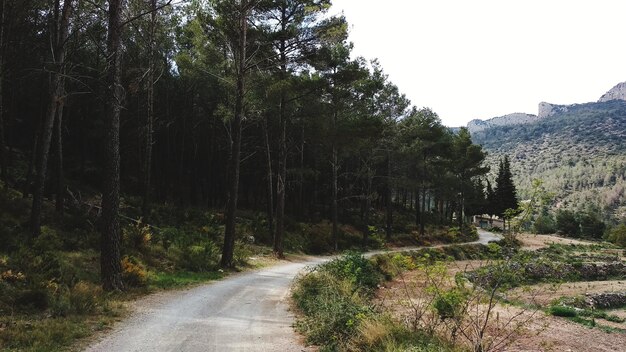 Camino en medio de los árboles en el bosque contra el cielo