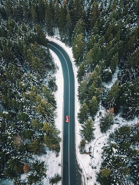 Camino en medio de árboles en el bosque durante el invierno
