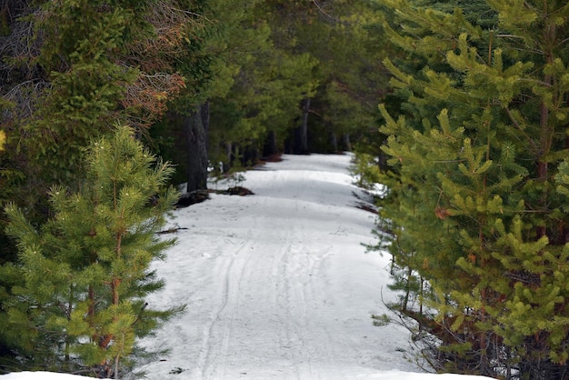 Foto camino en medio de árboles en el bosque durante el invierno