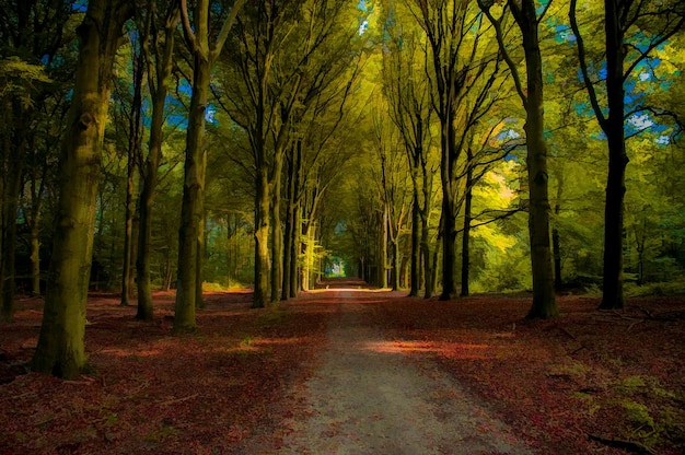 Foto camino en medio de árboles en el bosque durante el otoño