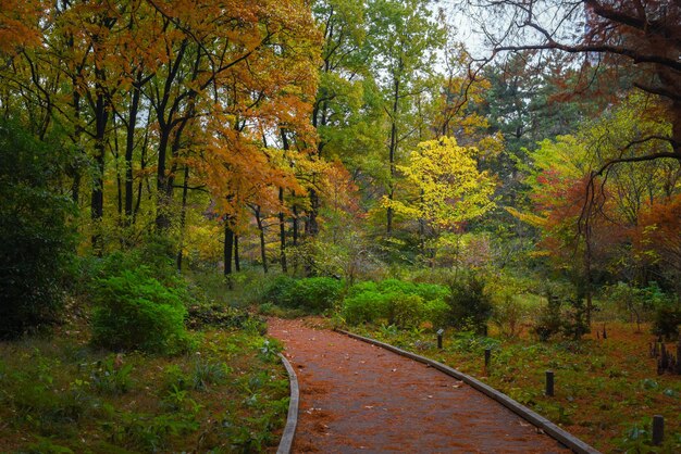 Foto camino en medio de árboles en el bosque durante el otoño