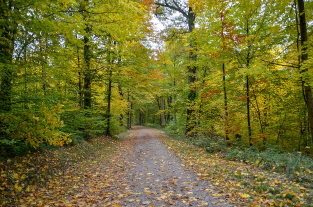 Foto camino en medio de árboles en el bosque durante el otoño