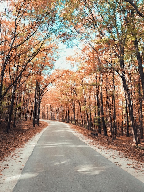 Foto camino en medio de árboles en el bosque durante el otoño