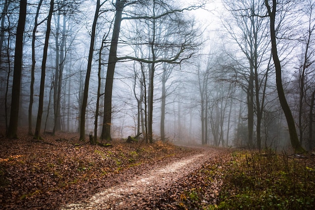 Foto camino en medio de árboles en el bosque durante el otoño