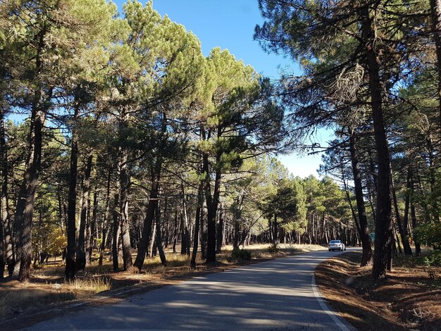 Foto camino en medio de los árboles en el bosque