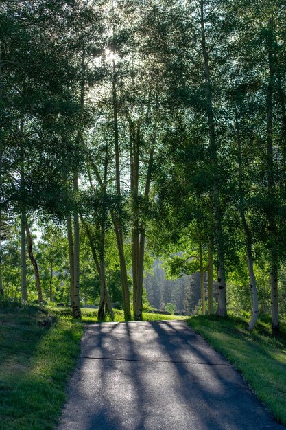 Foto camino en medio de los árboles en el bosque