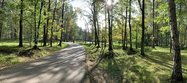 Camino en medio de los árboles en el bosque