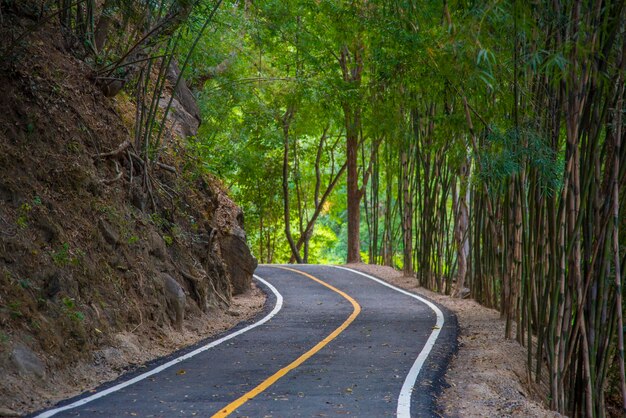 Foto camino en medio de los árboles en el bosque