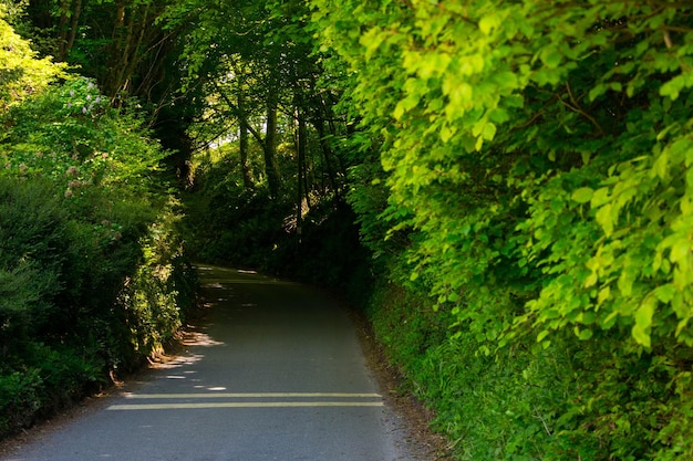 Foto camino en medio de los árboles en el bosque