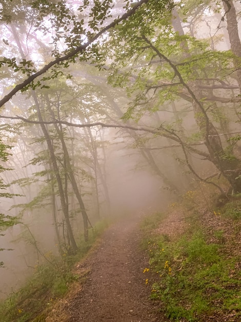 Foto camino en medio de los árboles en el bosque