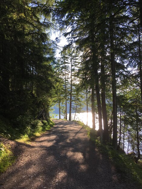 Foto camino en medio de los árboles en el bosque