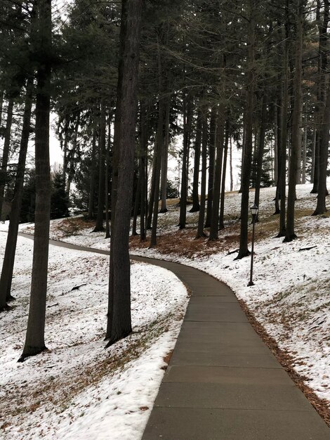 Foto camino en medio de los árboles en el bosque