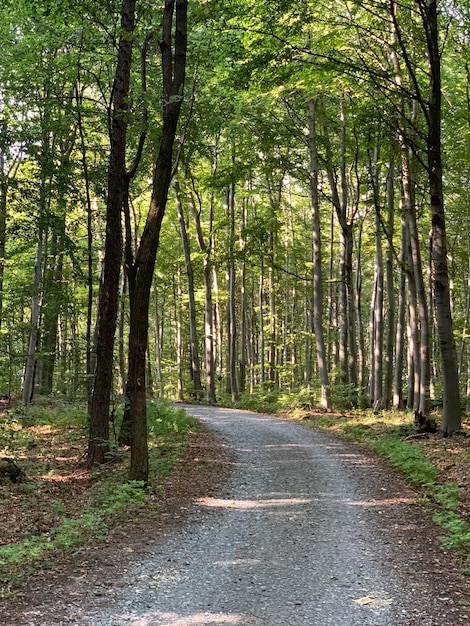 Foto camino en medio de los árboles en el bosque