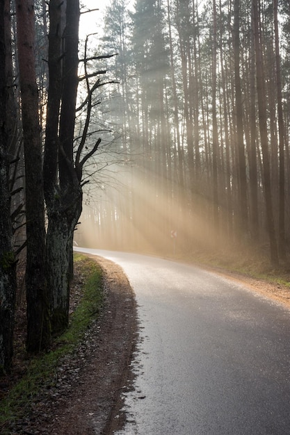 Foto camino en medio de los árboles en el bosque