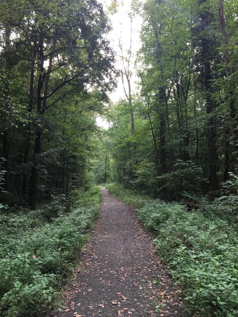 Camino en medio de árboles en el bosque