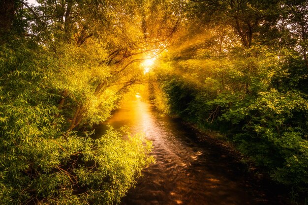 Foto camino en medio de los árboles en el bosque