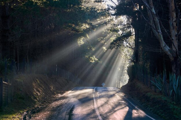 Foto camino en medio de los árboles en el bosque