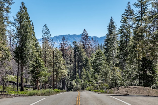 Foto camino en medio de los árboles contra el cielo en el bosque