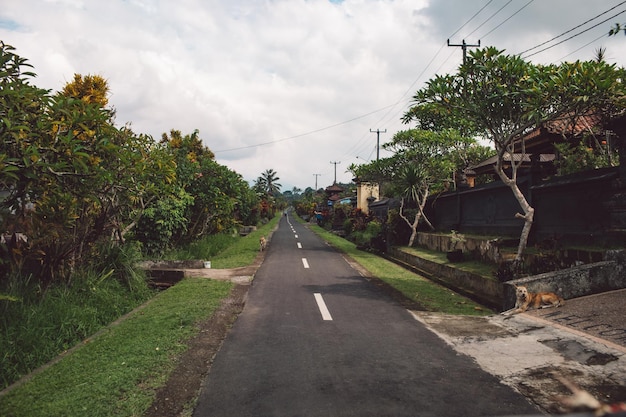 Camino en medio de árboles contra el cielo en la ciudad