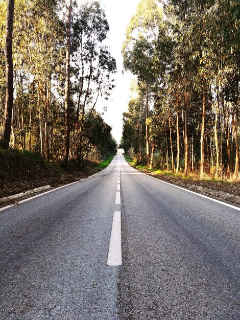 Camino en medio de los árboles contra el cielo