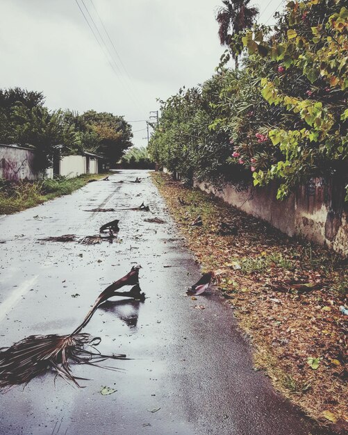 Foto camino en medio de los árboles contra el cielo