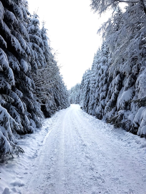 Camino en medio de árboles cubiertos de nieve contra un cielo despejado