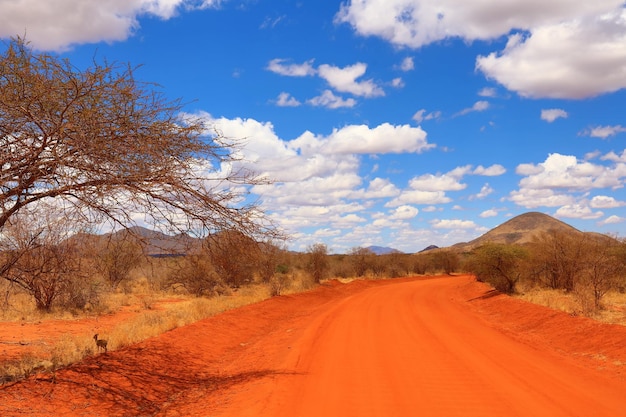 Foto camino en medio de árboles desnudos contra el cielo