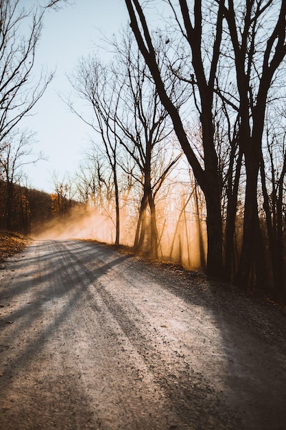 Foto camino en medio de árboles desnudos durante la puesta de sol