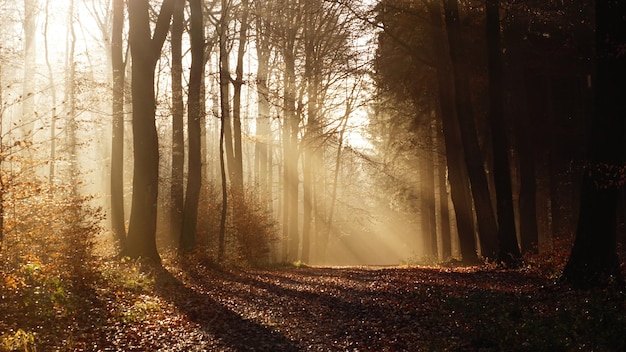 Camino en medio de árboles desnudos durante el tiempo de niebla