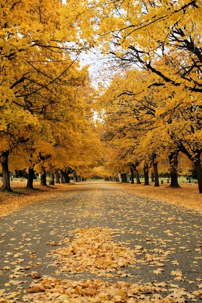 Foto camino en medio de árboles de otoño en el campo