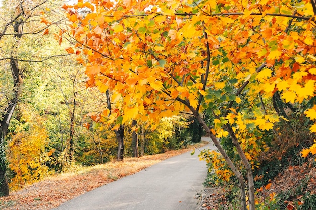 Camino en medio de árboles durante el otoño