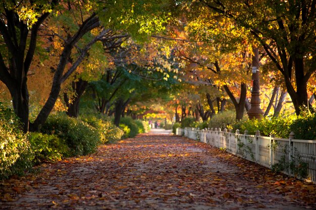 Foto camino en medio de los árboles durante el otoño