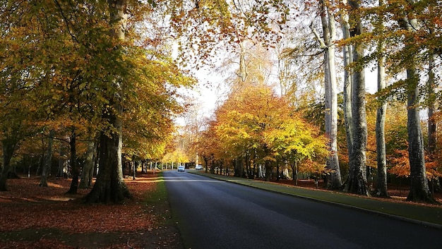 Camino en medio de los árboles durante el otoño