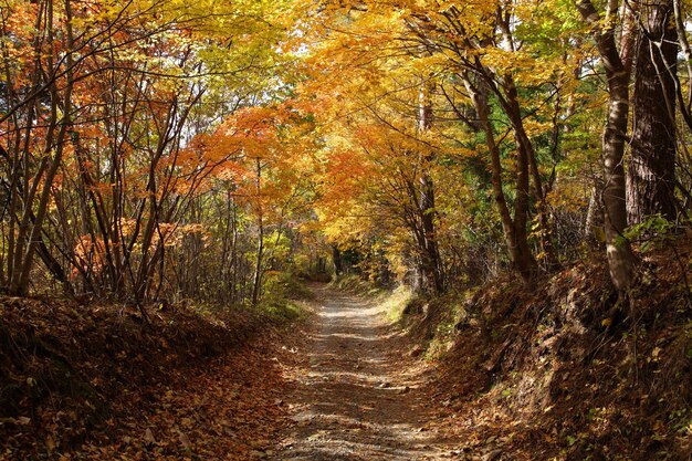 Camino en medio de árboles durante el otoño