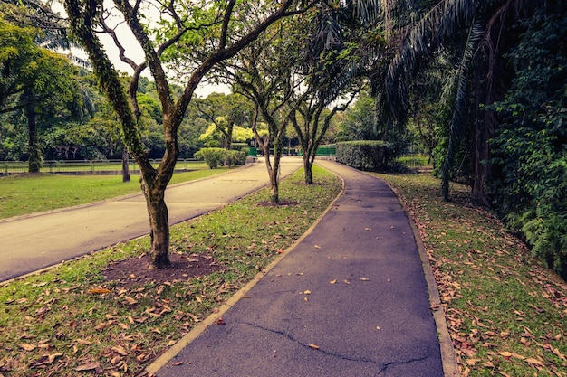 Camino en medio de los árboles en el parque