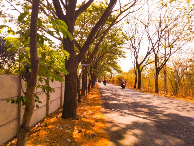 Foto camino en medio de los árboles