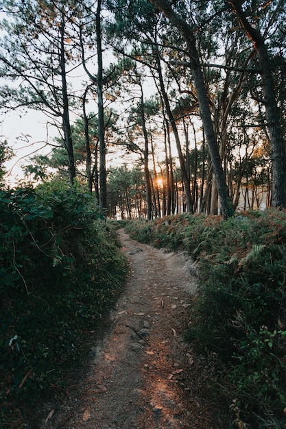 Camino en medio del bosque durante una puesta de sol masiva.