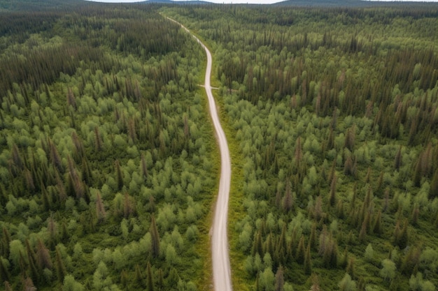 Un camino en medio de un bosque