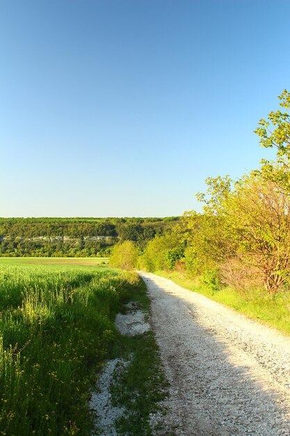 un camino en el medio de un campo con un cielo azul