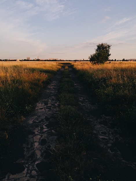 Camino en medio de un campo de hierba contra el cielo