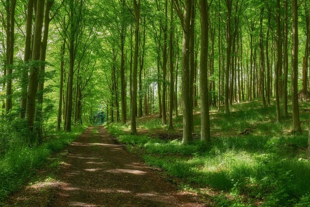 Camino misterioso oculto que conduce a través de hayas en crecimiento en un bosque caducifolio mágico en un bosque remoto sereno y tranquilo Vista del paisaje de exuberantes bosques verdes con un camino hacia el paraíso en la naturaleza