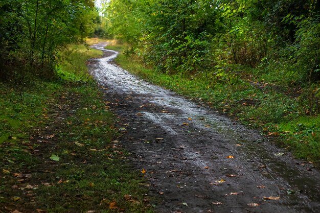 El camino mojado se adentra en la distancia contra el telón de fondo de la naturaleza verde