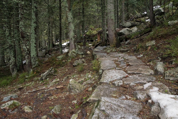 Camino de montaña bordeado de piedras en el bosque.