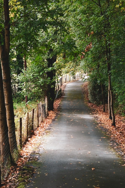 Camino en la montaña en temporada de otoño en Bilbao, España