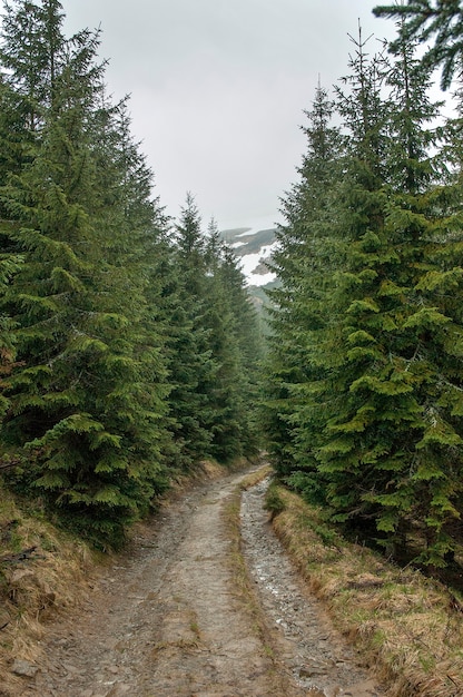 Camino de montaña a través del bosque de abetos hasta la cima nevada