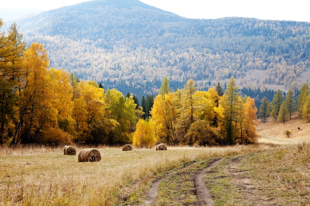 Camino entre las montañas de Altai. otoño